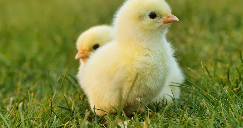 Pepe Chicken halal : la question qui revient