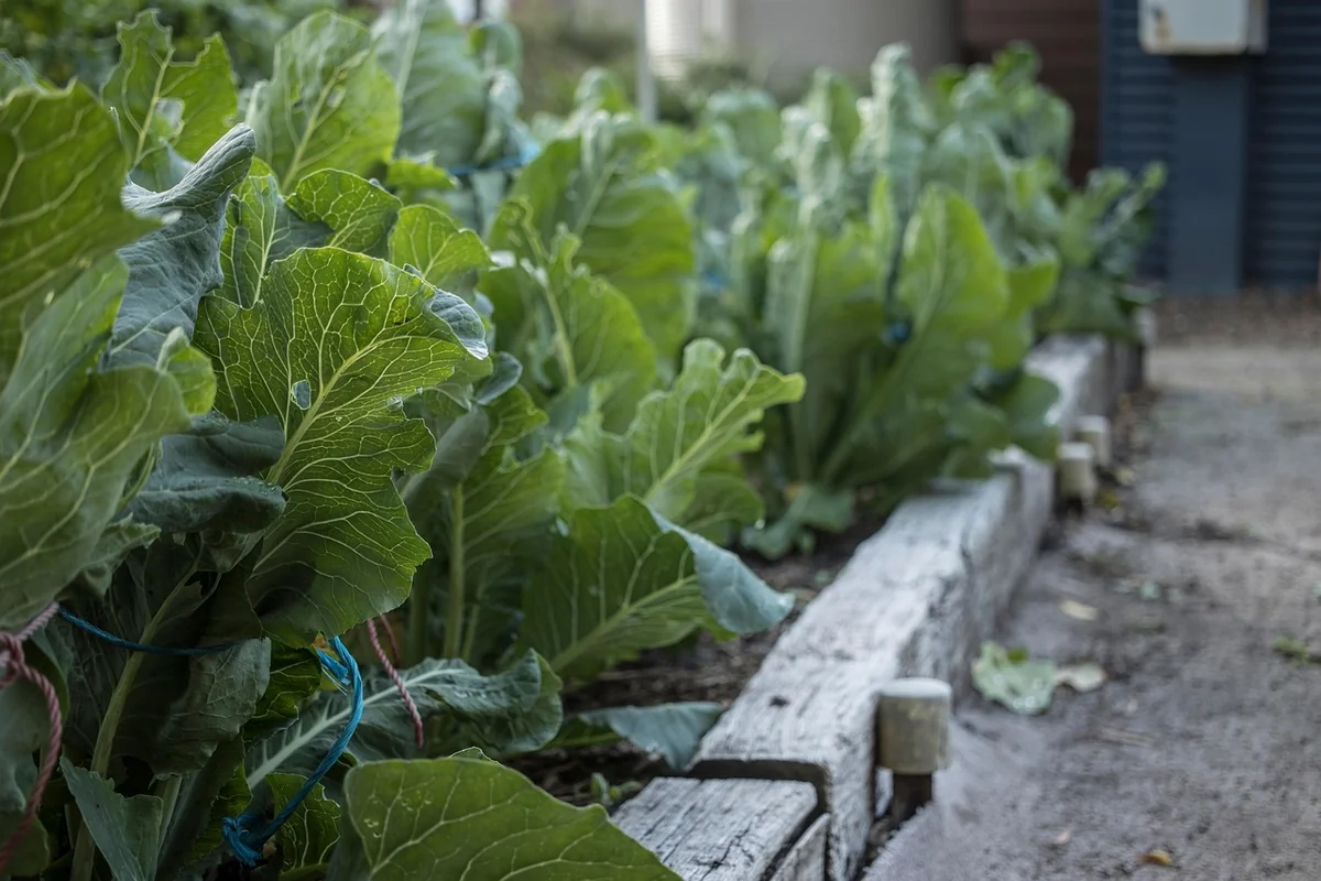 Friture ou poêlée : quelle méthode en 2026 pour des légumes croquants ?